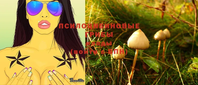 продажа наркотиков  mega как зайти  Псилоцибиновые грибы Cubensis  Гусиноозёрск 